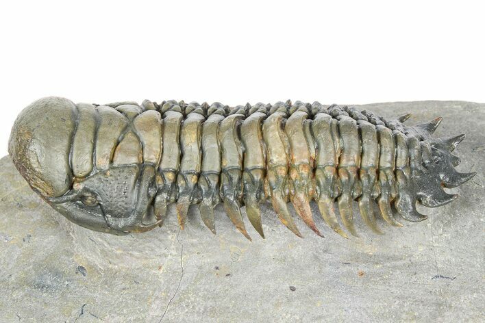 Flying Crotalocephalina Trilobite - Exposed Hypostome #359224